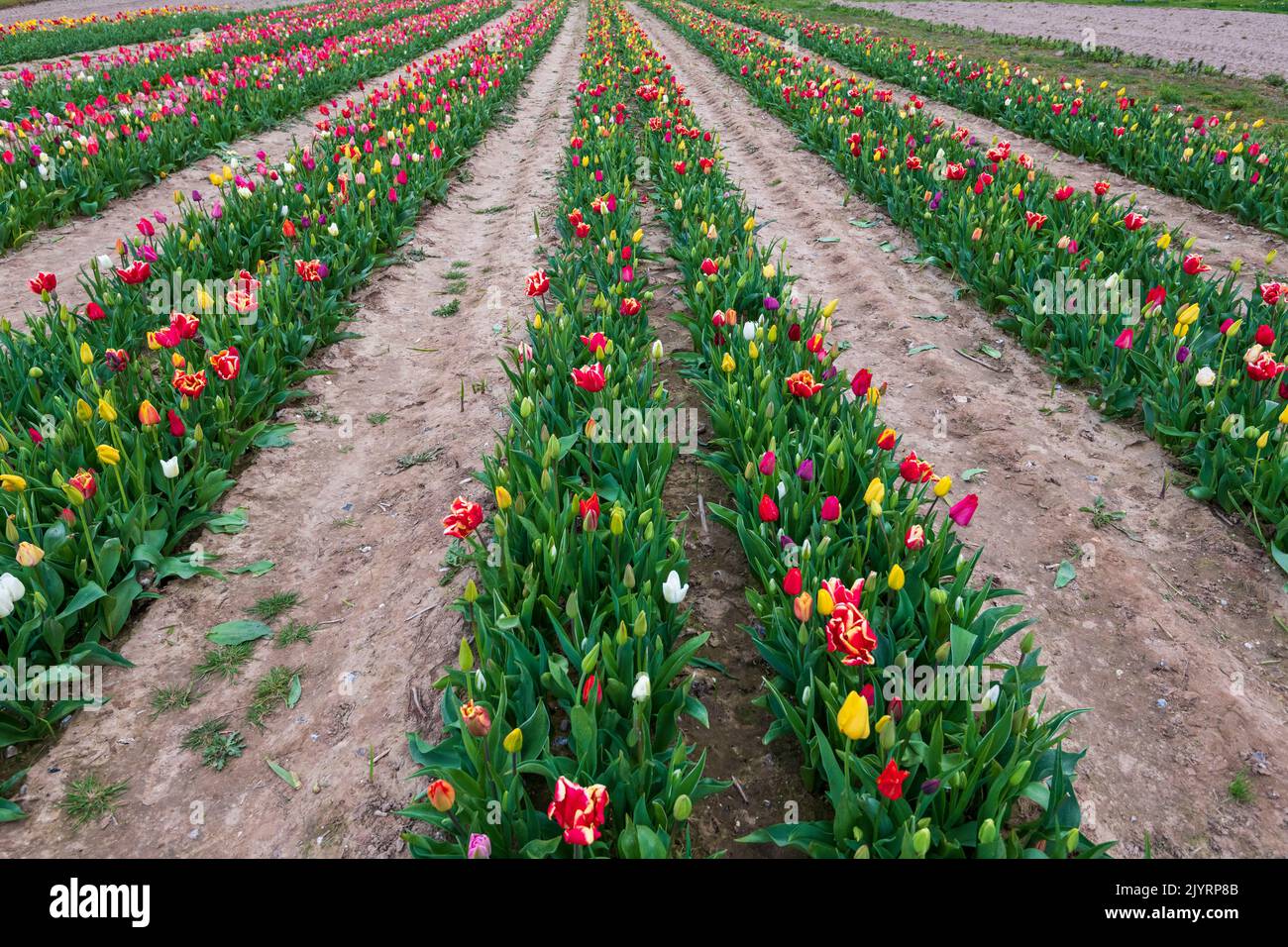 Campo de tulipanes, primavera, Pas de Calais, Francia Foto de stock