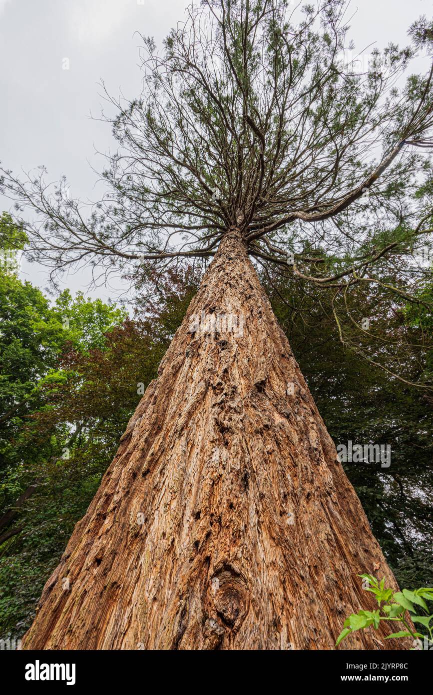 Sequoia, verano, Pas de Calais, Francia Foto de stock