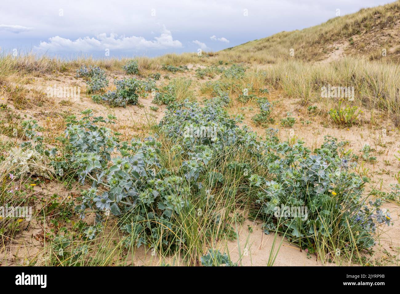 Eryngo costero (Eryngium maritimum) creciendo en la duna, verano, Pas de Calais, Francia Foto de stock