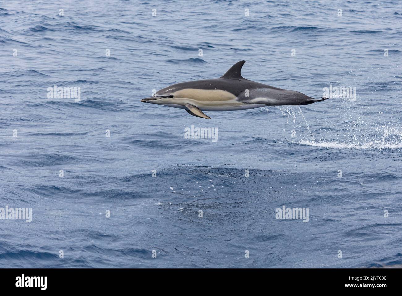 Delfín común (Delphinus delphis) saltando sobre las olas. Son los cetáceos más abundantes en el mundo, con una población global de cerca de seis millones, isla de Horta (Faial), Azores, Portugal, océano Atlántico Foto de stock