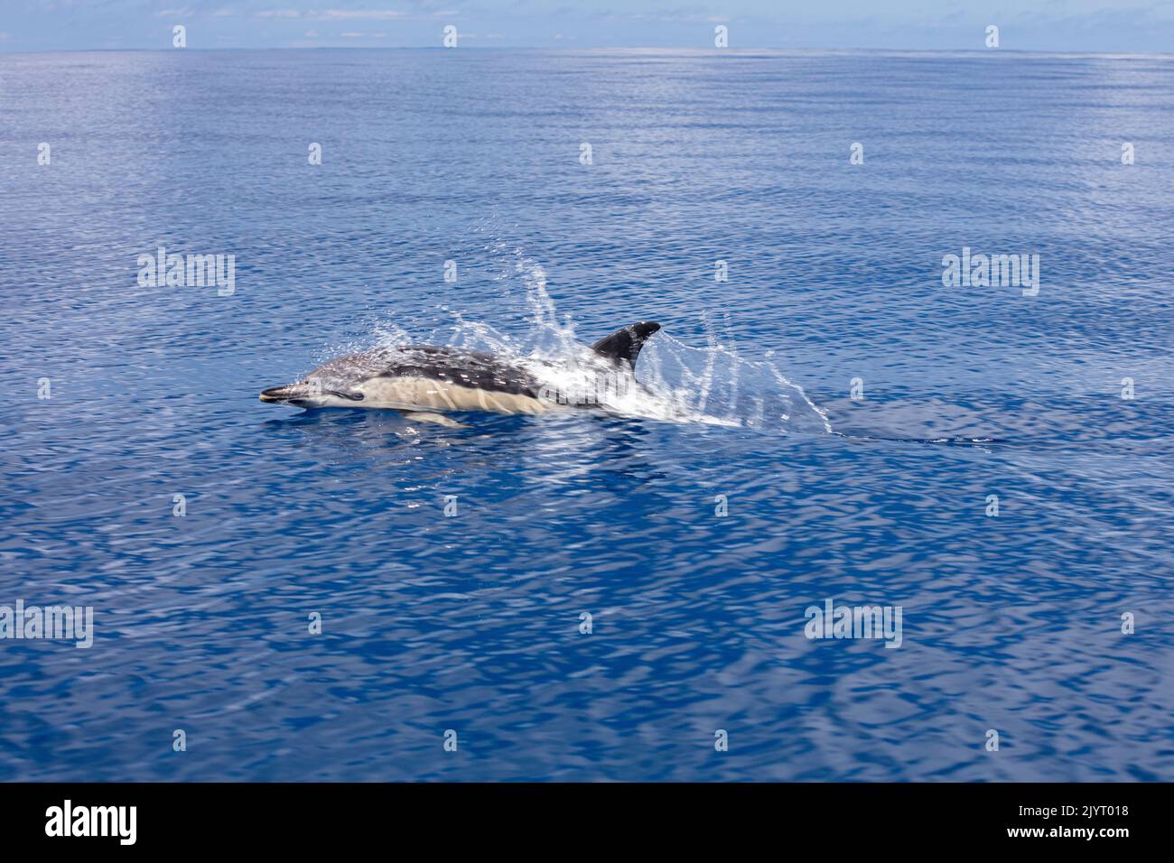 Delfín común (Delphinus delphis) rompiendo la superficie. Son los cetáceos más abundantes en el mundo, con una población global de cerca de seis millones, isla de Horta (Faial), Azores, Portugal, océano Atlántico Foto de stock