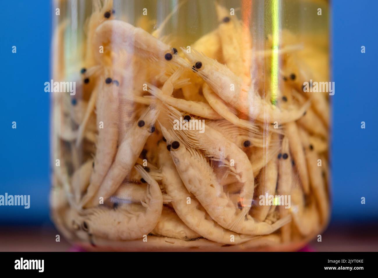 Krill son pequeños crustáceos del orden Euphausiacea, se considera una conexión trófica importante? cerca del fondo de la cadena alimenticia y es la fuente principal de alimento para muchos animales más grandes. Azores, Portugal, Océano Atlántico. Foto de stock