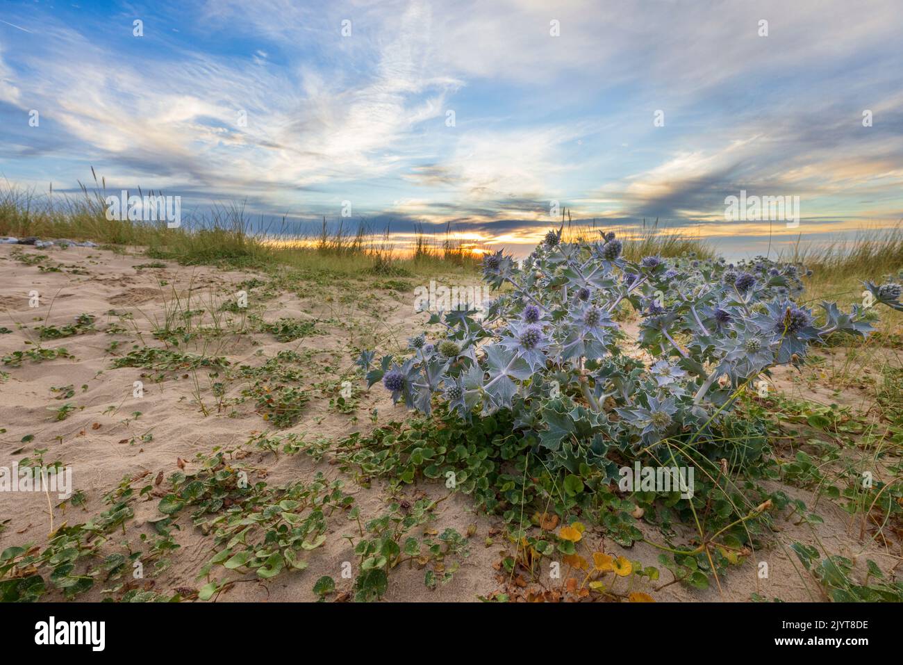 Eryngo costero (Eryngium maritimum) creciendo en la duna en verano, Pas de Calais, Francia Foto de stock