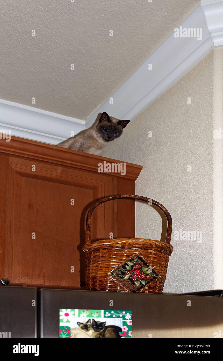 Gato tonkinese mirando hacia abajo desde el armario alto, por encima del refrigerador, altura del techo, inquisitivo, cesta de mimbre, Animal doméstico, pura raza, felino, animal, PR Foto de stock