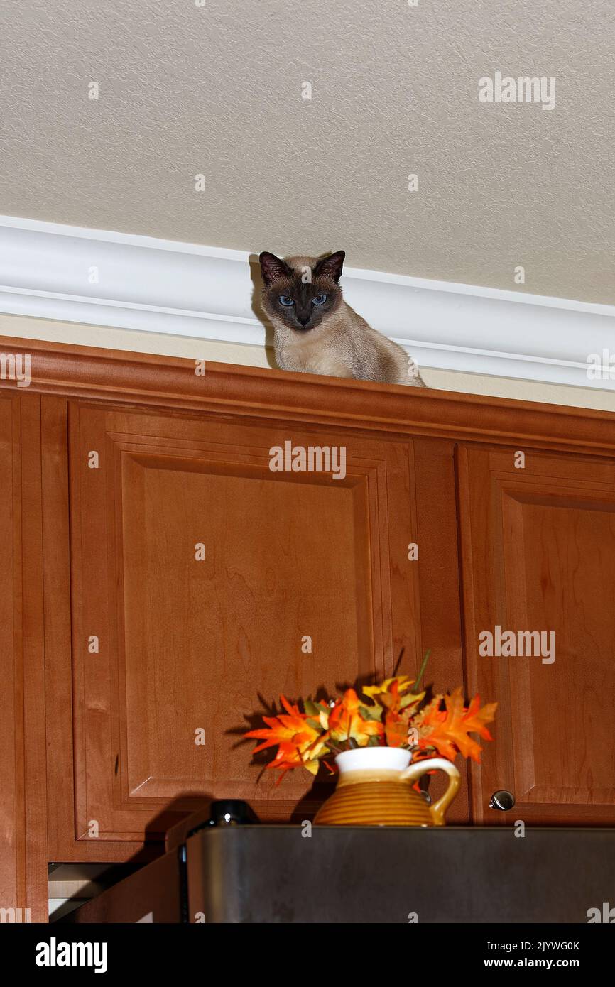 Tonkinese gato mirando hacia abajo desde el gabinete alto, por encima del refrigerador, altura del techo, inquisitivo, flores, Animal doméstico, pura raza, felino, animal, PR Foto de stock