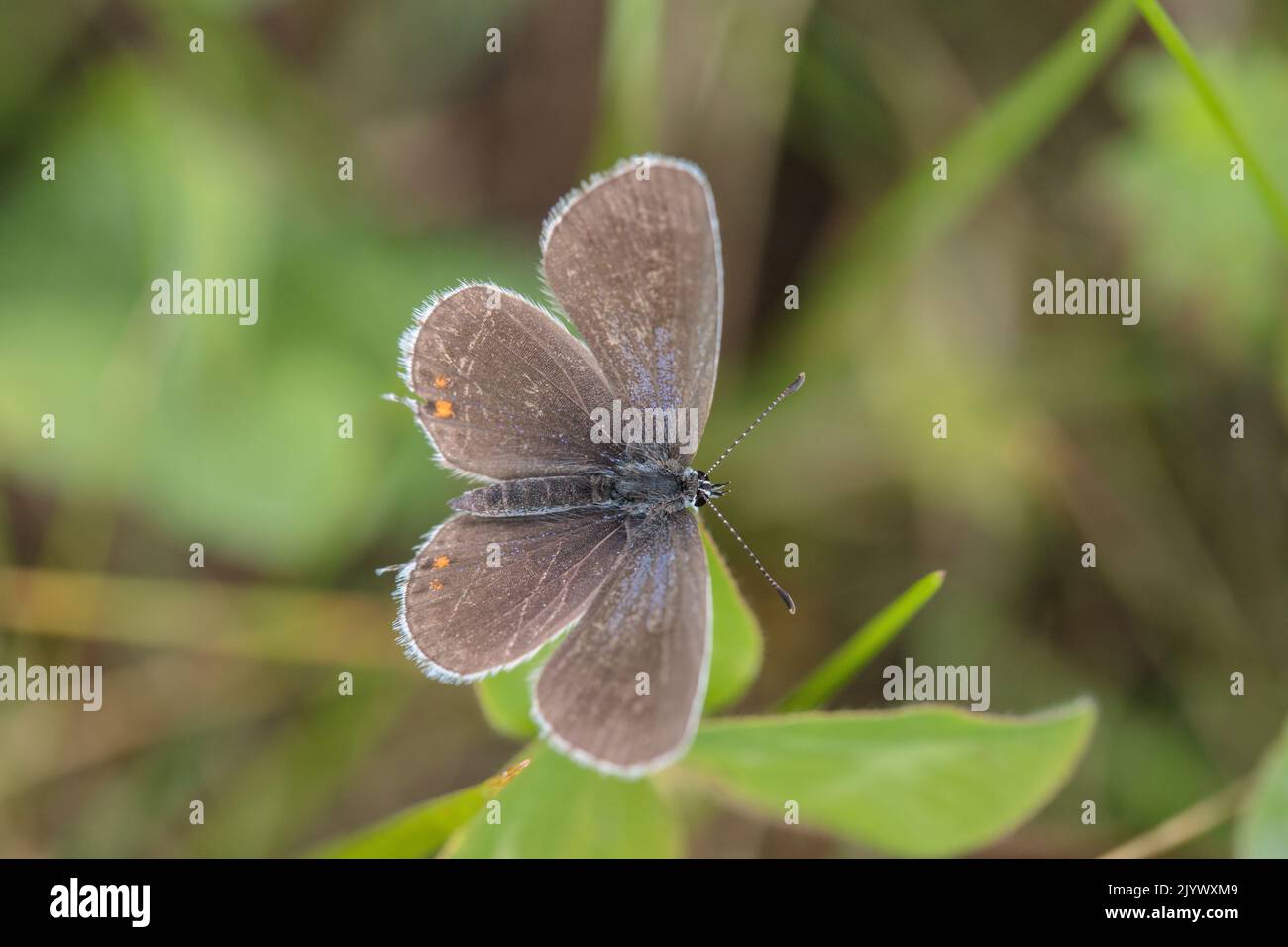 Mariposa hembra de cola corta azul (Cupido argiades). Foto de stock
