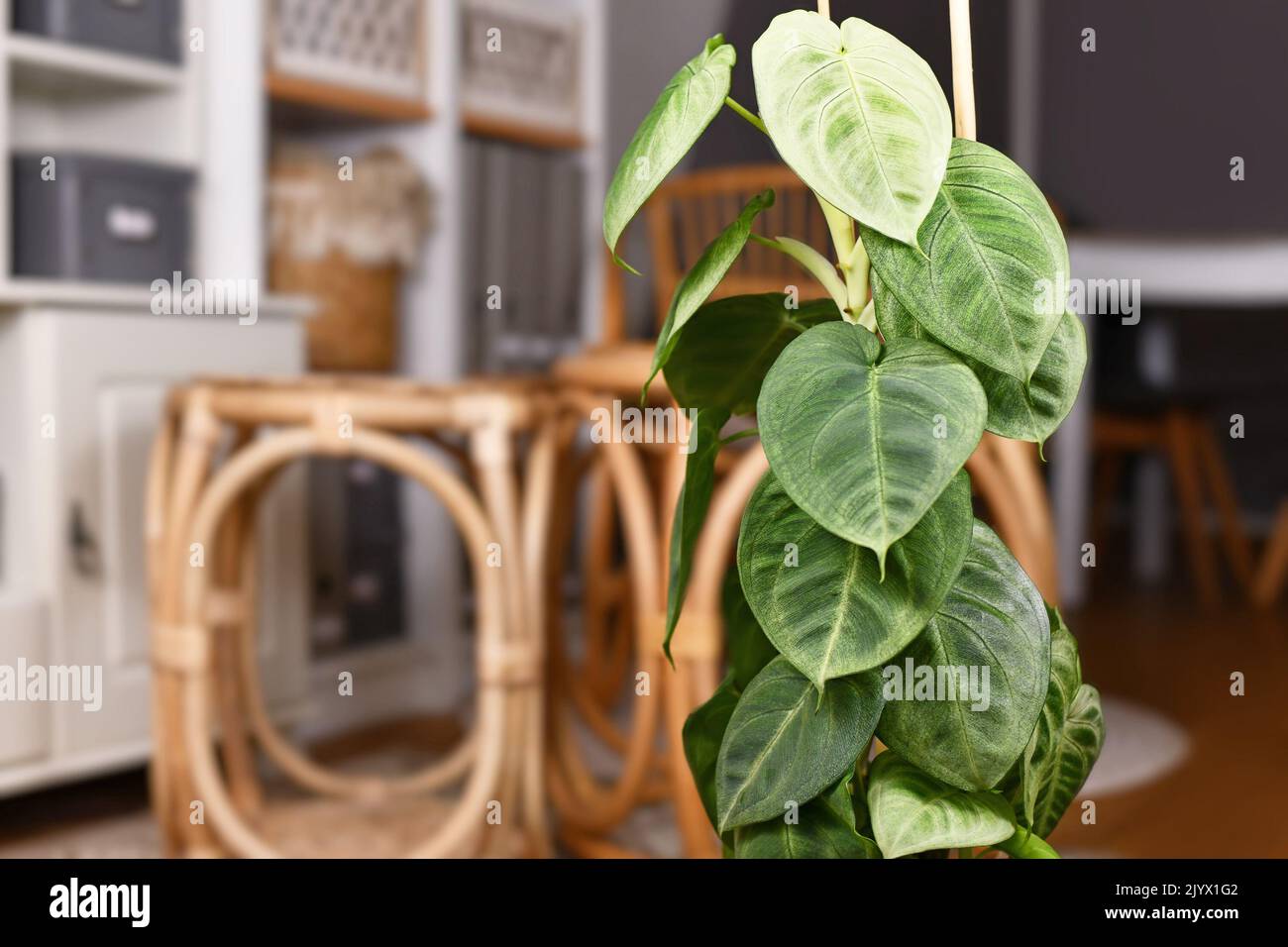 Exótica 'Syngonium macrophyllum Corazón esmerilado' trepando en la pértiga de la sala de estar Foto de stock