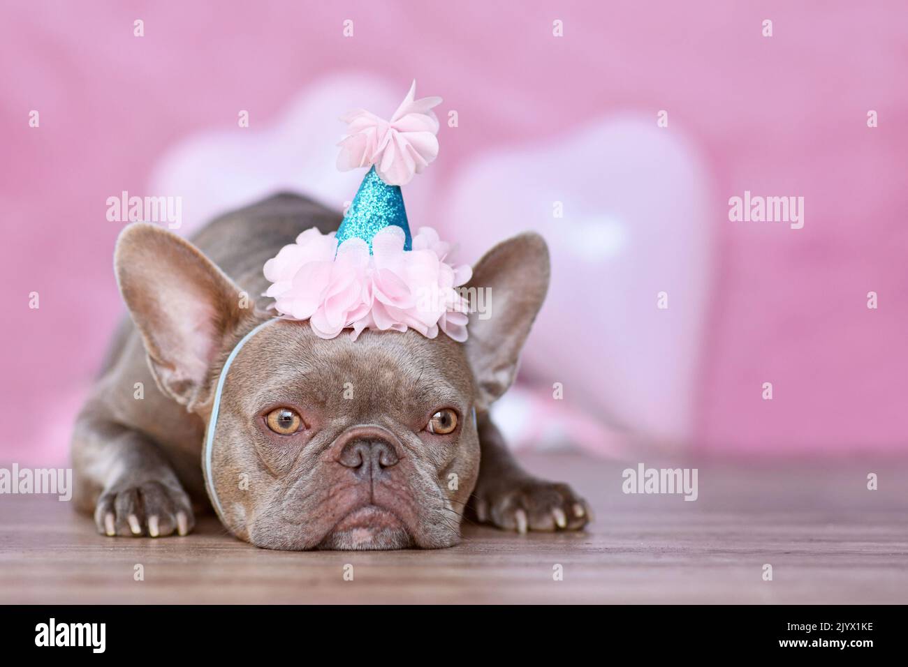 Perro Bulldog francés con parte de cumpleaños sombrero delante de fondo rosa borroso Foto de stock