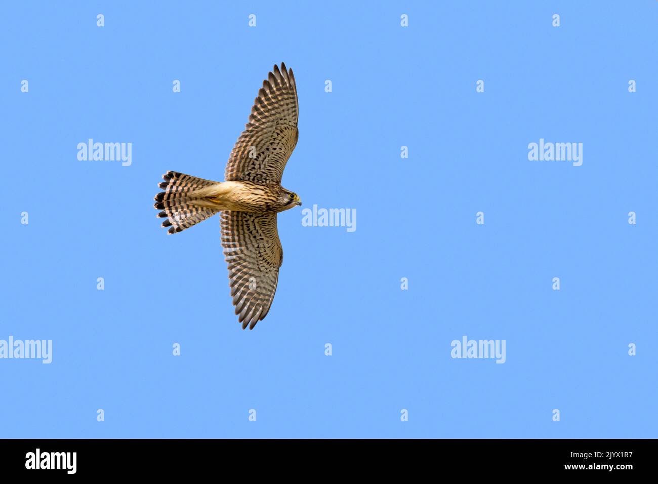 Kestrel común / kestrel europeo / kestrel euroasiático (Falco tinnunculus) hembra en vuelo contra la caza del cielo azul y en busca de presas abajo Foto de stock