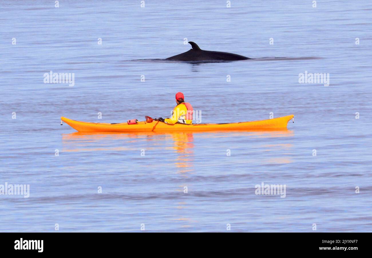 Turista en Kayak observando ballenas en Cap-de-Bon-Désir estuario de Saint Lawrence, Côte-Nord, Canadá Foto de stock