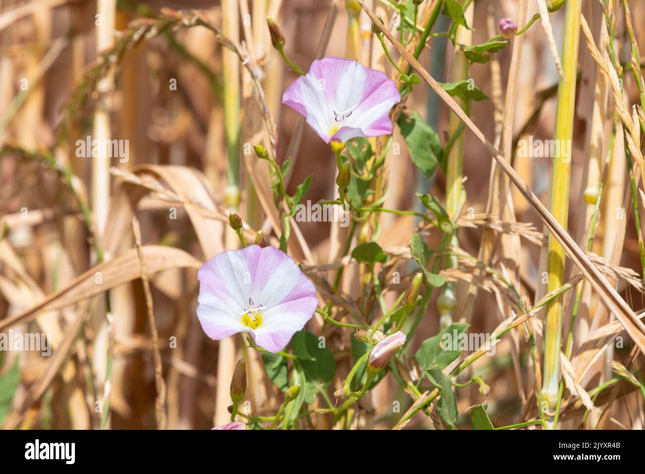 Bindweed blanco y rosa rayado en cultivo de cereales - Reino Unido Foto de stock