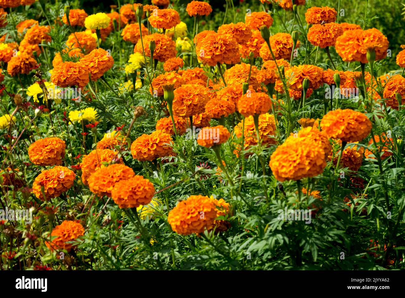 Cama de flores de color naranja Tagetes erecta, Flores Marigolds africanos Foto de stock