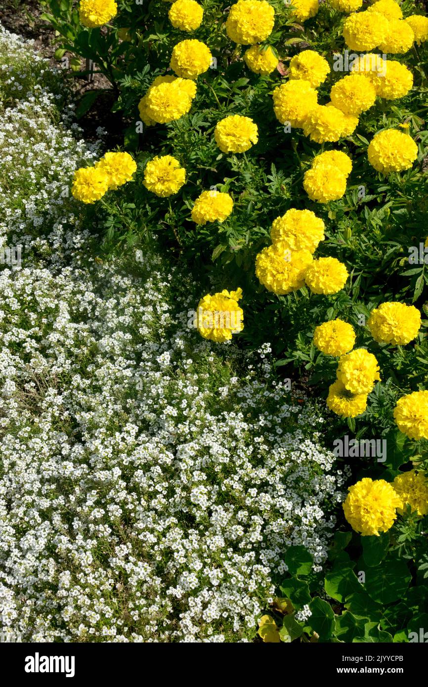 Alyssum Dulce, Lobularia maritima Cristales de Nieve, Tagetes Lady First African Marigold White Yellow Flowers Foto de stock