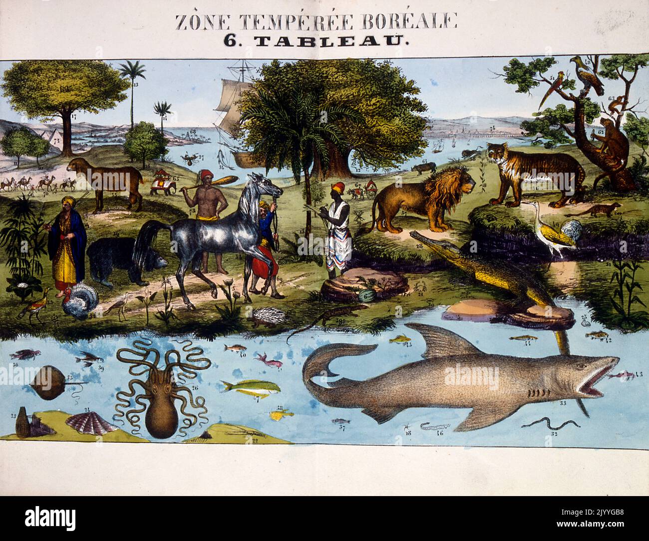 Ilustración coloreada titulada 'Temperatura del Norte' que representa animales y personas en un Hábitat del Norte Por ejemplo: Caballos, leones, tigre, tiburón, pulpo, Hombre del Medio Oriente, hombre africano, hombre caucásico. Foto de stock