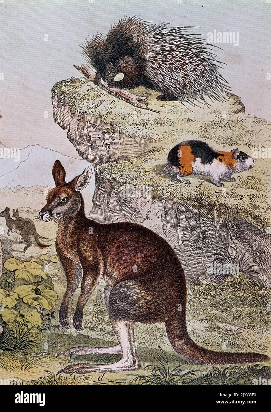 Ilustración coloreada que representa marsupiales en su hábitat natural. Foto de stock