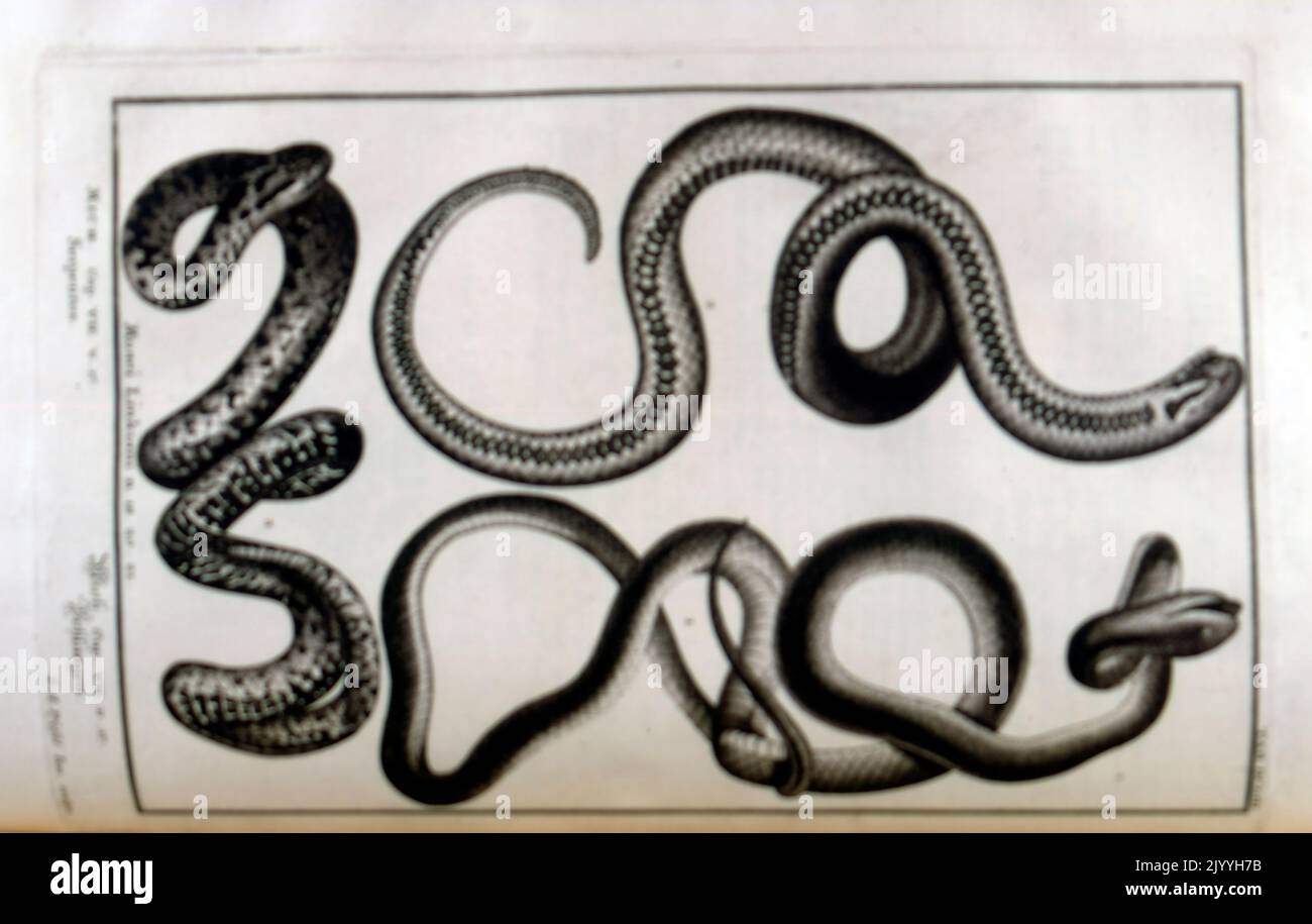 Antiguo maestro grabado de serpientes; Musei Linkiani Serpientes I, ilustrado por G. Pintz. La ilustración se coloca dentro de un marco ornamentado. Foto de stock