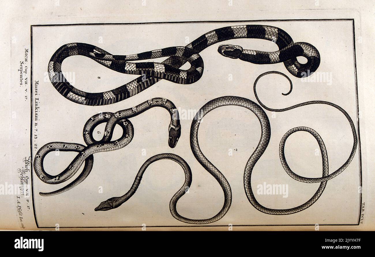 Antiguo maestro grabado de serpientes; Musei Linkiani Serpientes I, ilustrado por G. Pintz. La ilustración se coloca dentro de un marco ornamentado. Foto de stock