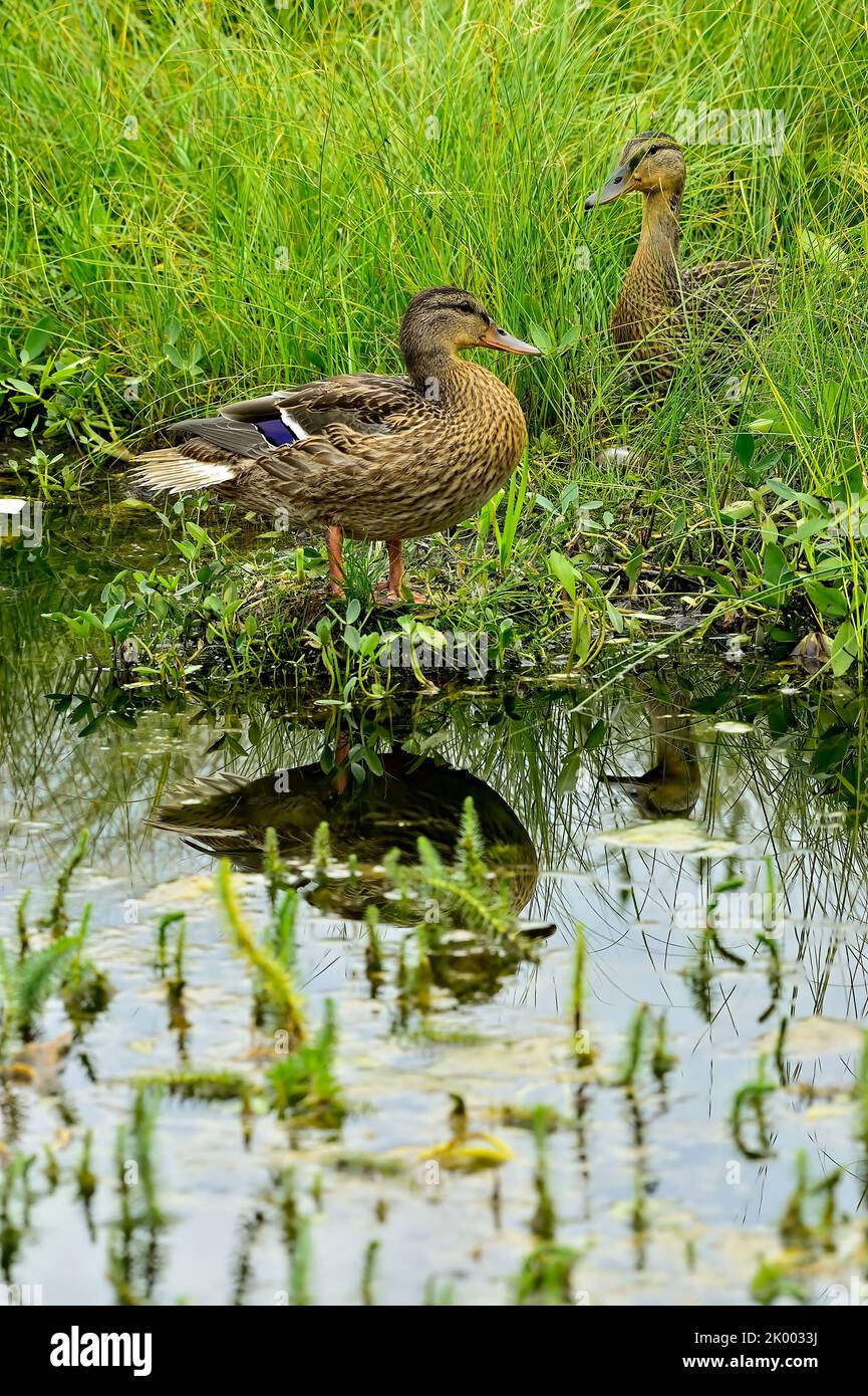 Un par de patos reales hembras 'Anas platyrhynchos', descansando en la alta hierba del pantano al borde de un tranquilo estanque de agua. Foto de stock