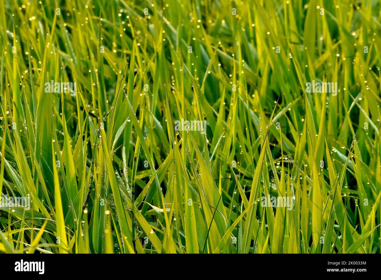 La hierba de Marsh besó con un rocío temprano en la mañana en la zona rural de Alberta, Canadá. Foto de stock