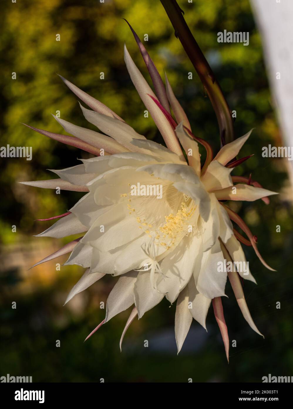 Cactus de tubería del holandés, Stor bladkaktus (Epiphyllum oxypetalum) Foto de stock