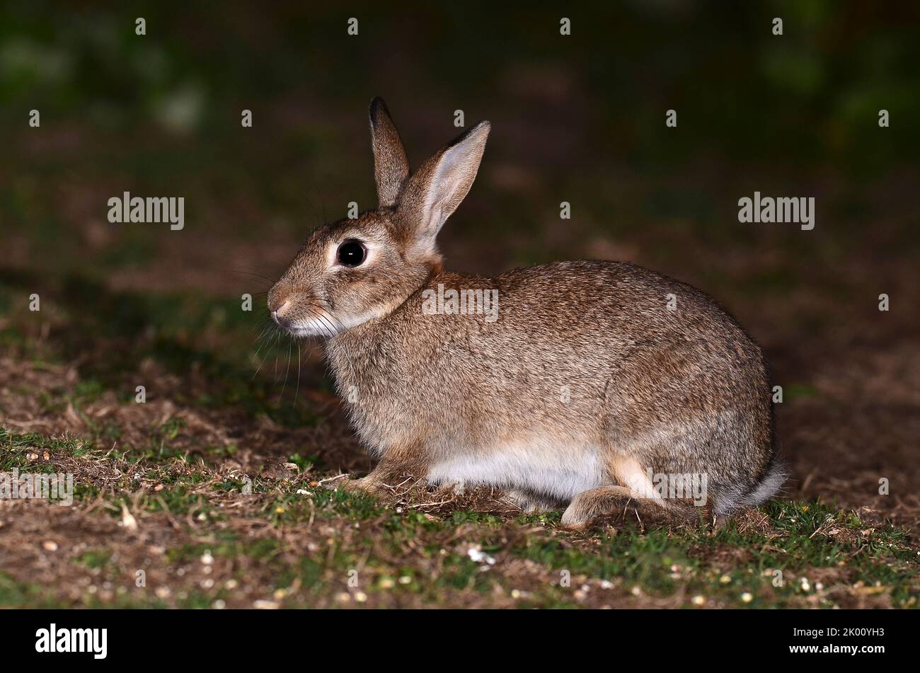 adulto conejo alimentando en cebo de maíz en el campo en la noche Foto de stock