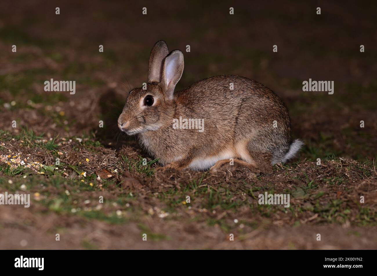 adulto conejo alimentando en cebo de maíz en el campo en la noche Foto de stock