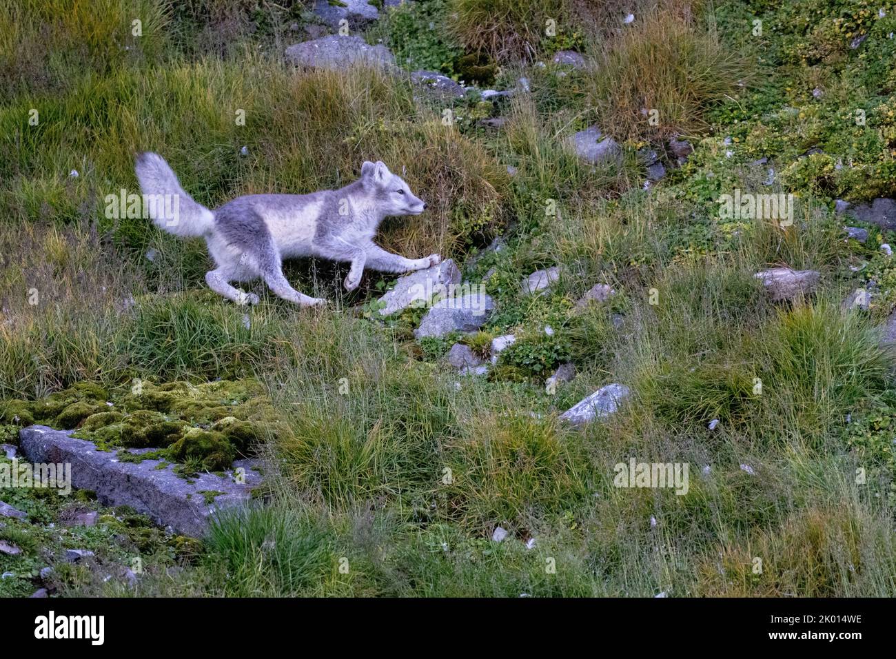 Zorro ártico (Vulpes lagopus), también conocido como zorro blanco, zorro polar o zorro de nieve Foto de stock
