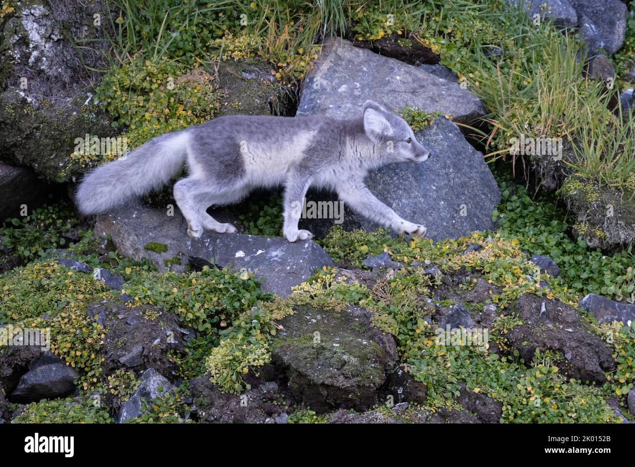 Zorro ártico (Vulpes lagopus), también conocido como zorro blanco, zorro polar o zorro de nieve Foto de stock