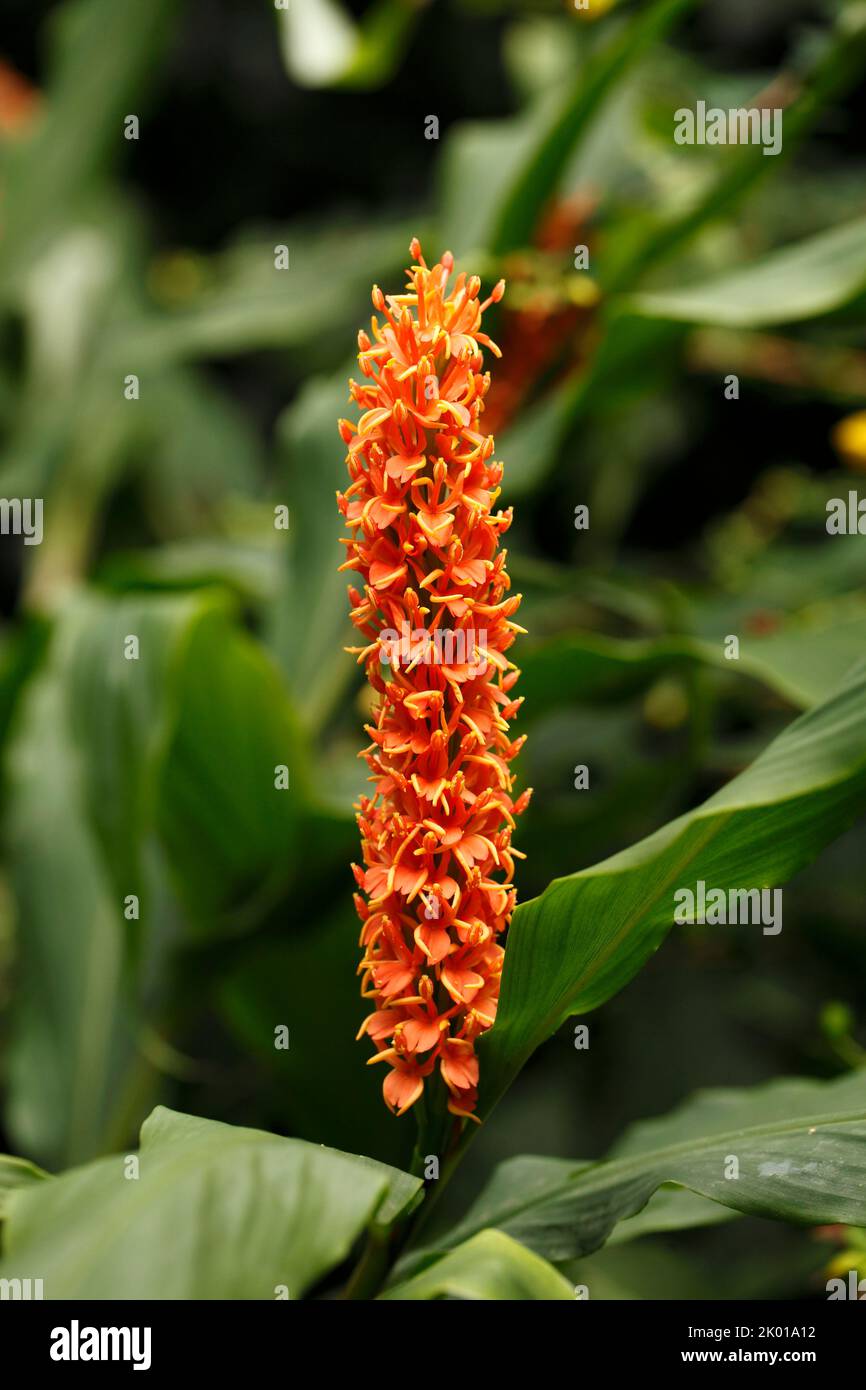 Punta de flor naranja de jengibre resistente, Hedychium densiflorum Foto de stock