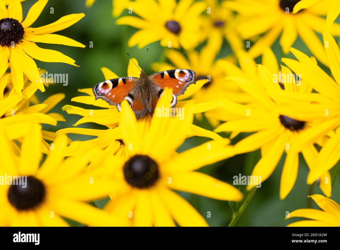 Finales de verano amarillo rudbeckia flores con pavo real mariposa - Reino Unido Foto de stock