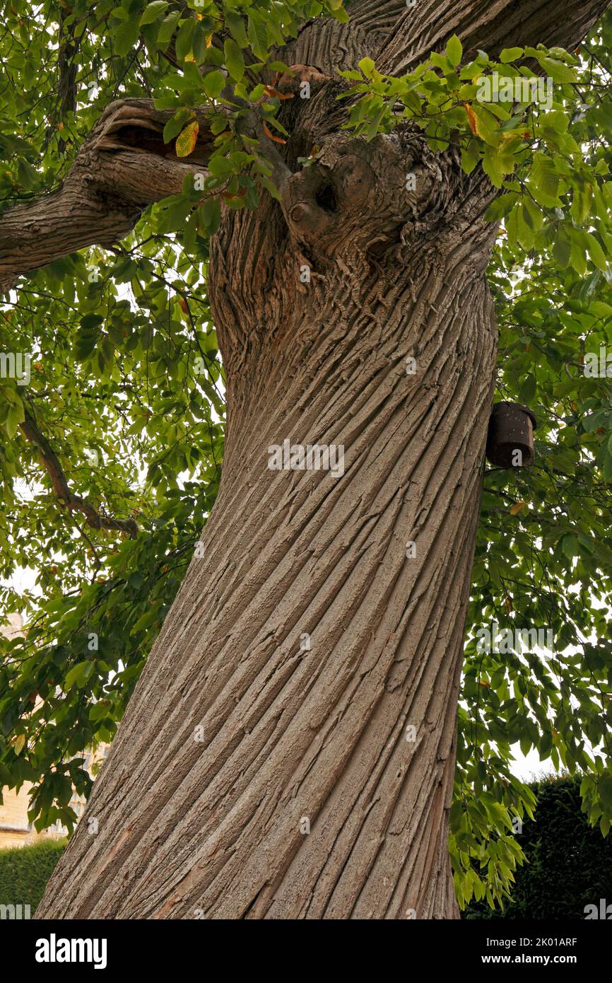 Corteza retorcida en un antiguo árbol masivo de castaña dulce. Castanea sativa. Foto de stock