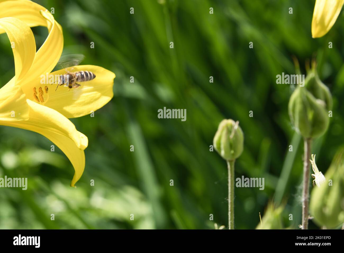 Abeja de miel recolectando néctar en vuelo sobre una flor de lirio amarillo. Insecto ocupado. Alas en movimiento dinámico. La miel es cosechada por las abejas. Foto animal de na Foto de stock