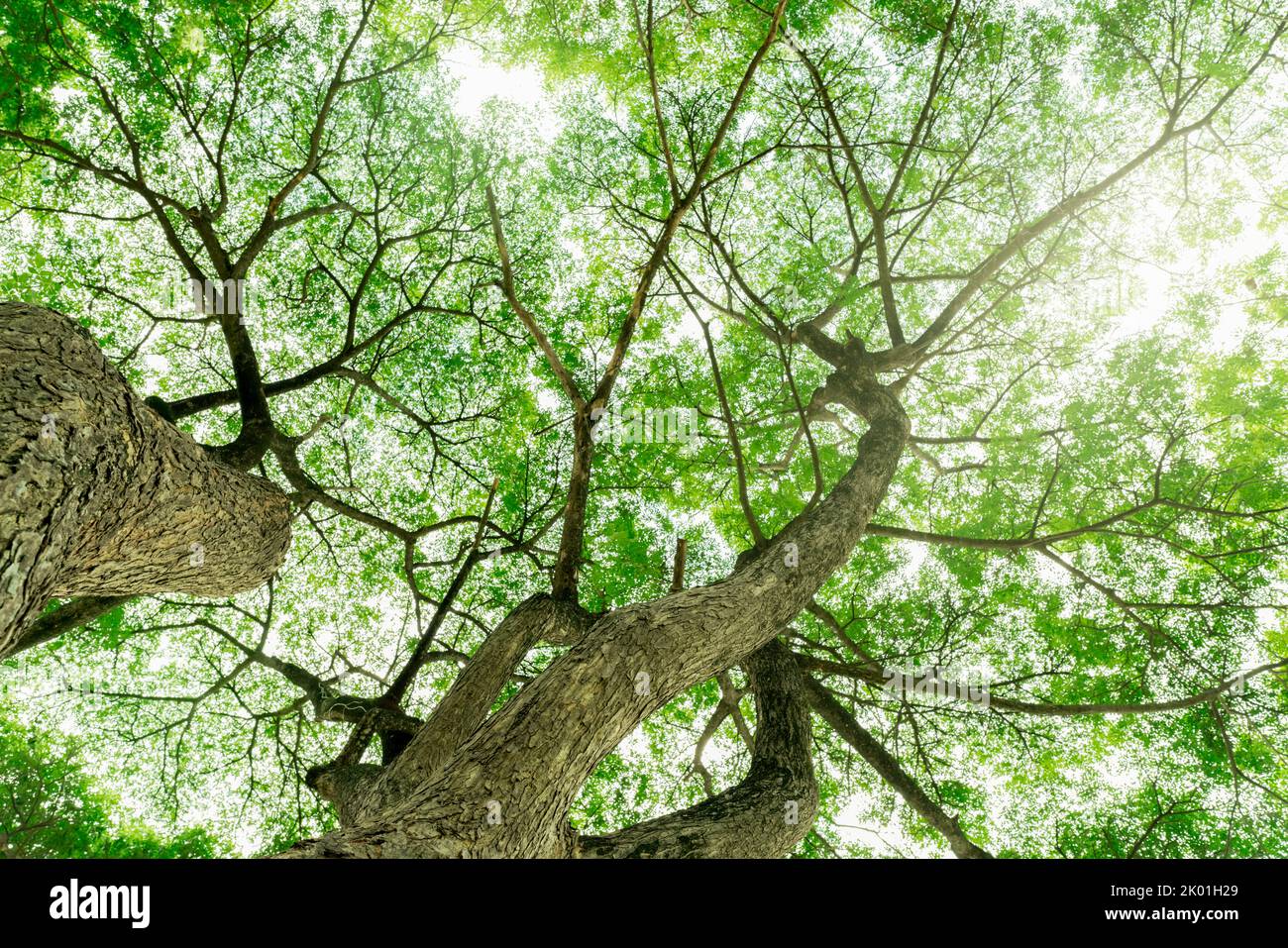 Reducción de oxígeno fotografías e imágenes de alta resolución Alamy