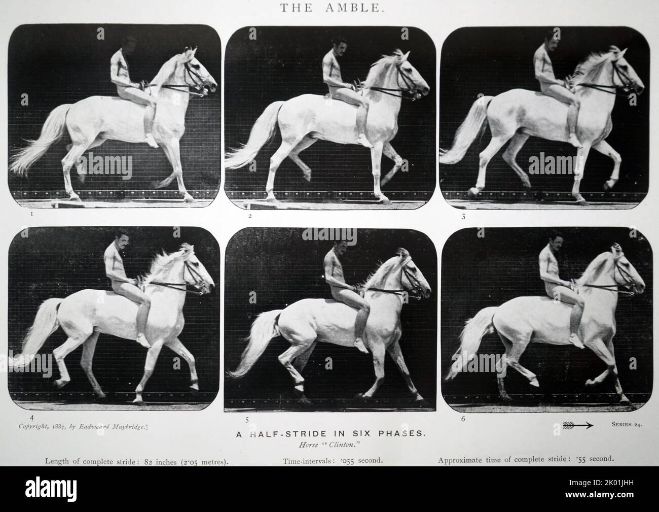 Caballo en el paseo. Animales en movimiento. Una investigación electrofotográfica de fases consecutivas de la acción muscular. 1885. Foto de stock