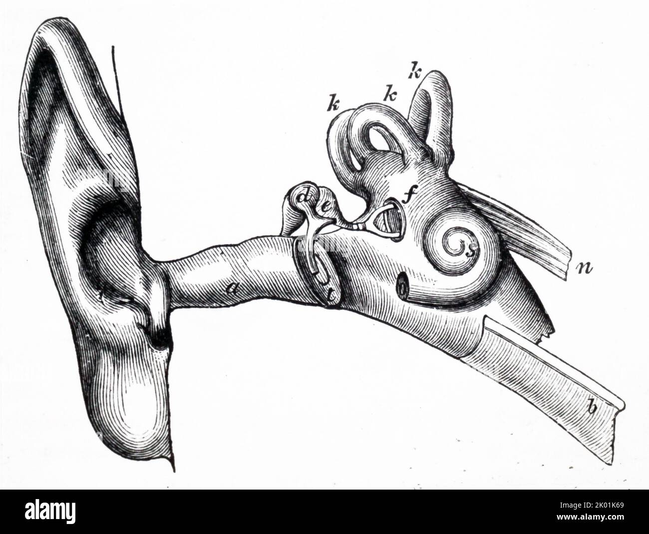 Oído humano. Foto de stock