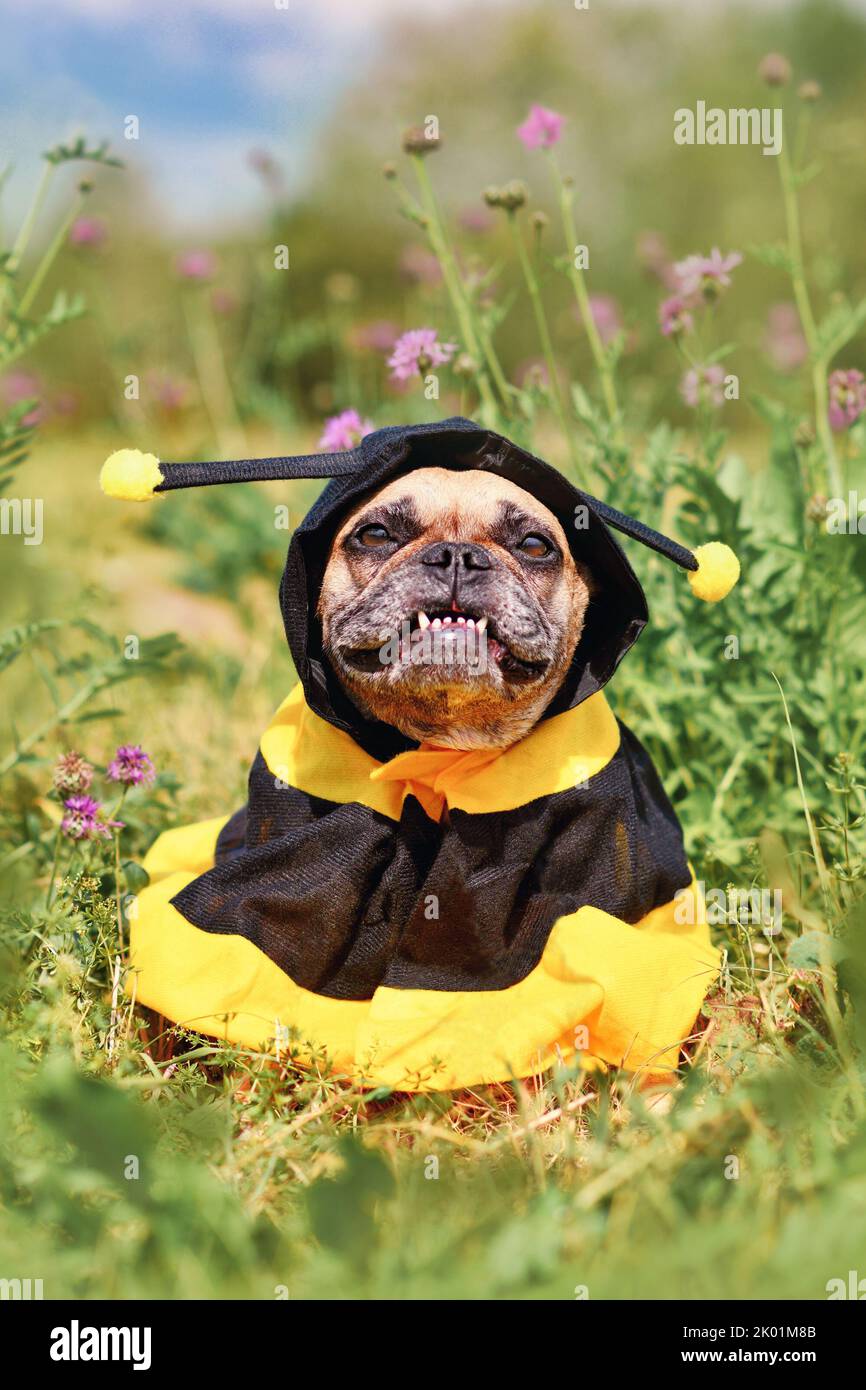 Lindo perro Bulldog francés en traje de abeja poncho entre flores Foto de stock