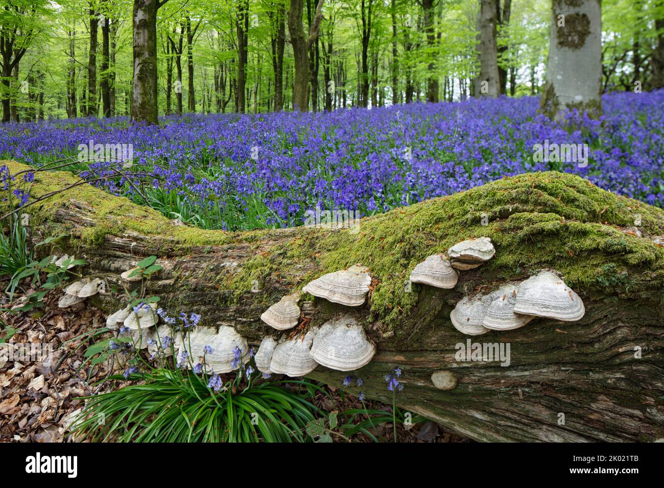 Funghi creciendo en el tocón de árboles caídos y en descomposición en madera de bluebell, Berkshire, Inglaterra, Reino Unido, Europa Foto de stock