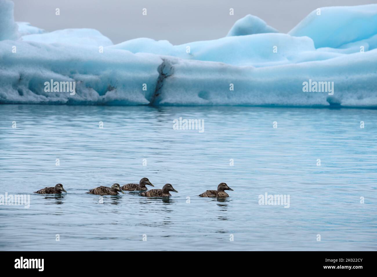 Patos de Eider nadando entre los icebergs en la laguna glacial de Jokulsarlon, Islandia, agosto de 2022 Foto de stock