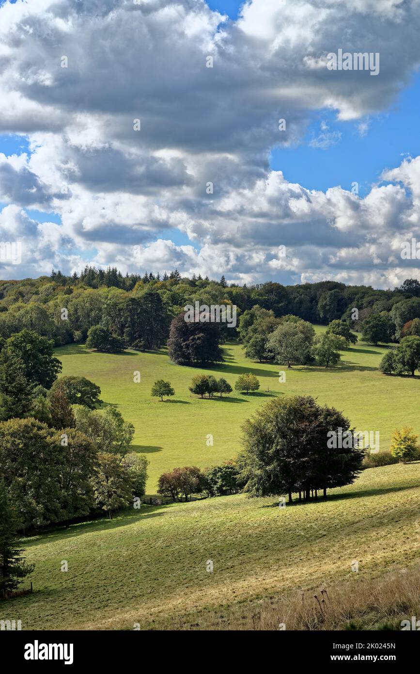 El campo en Ranmore Common en un día de verano tardío en Surrey Hills, Inglaterra, Reino Unido Foto de stock