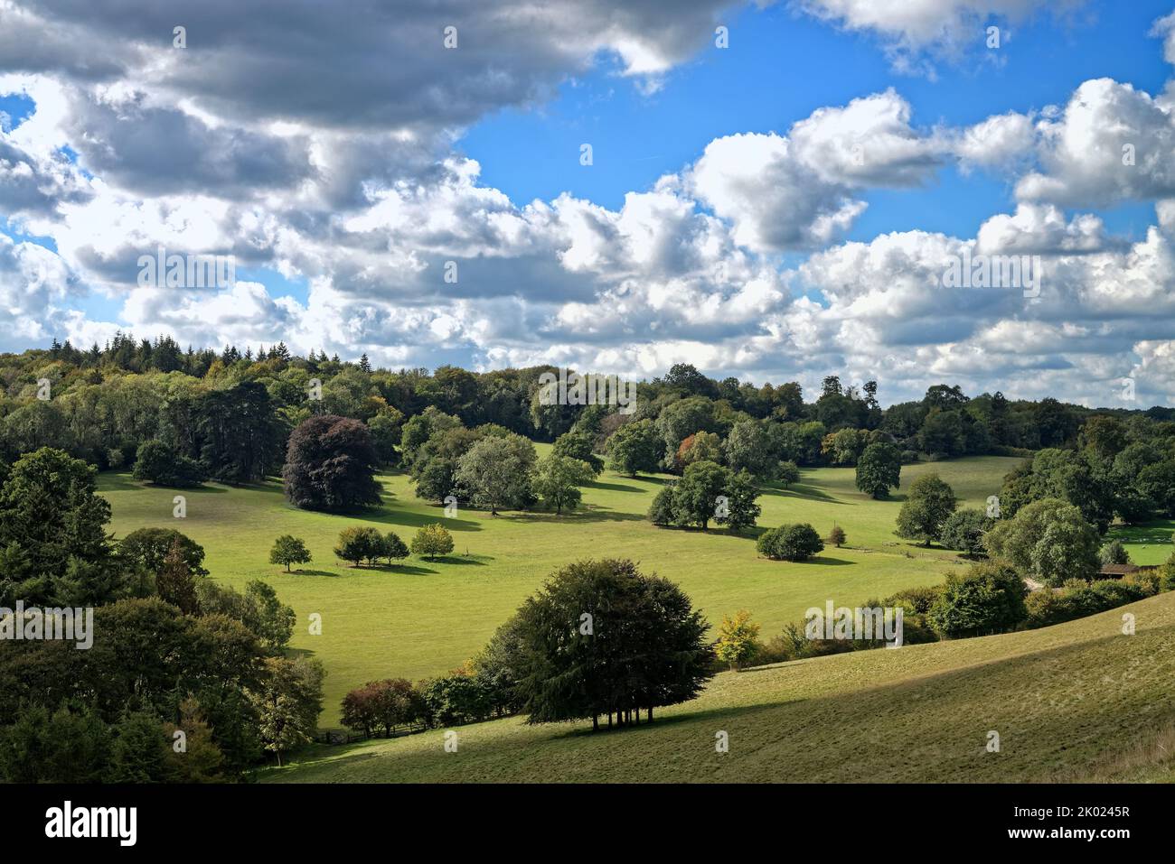 El campo en Ranmore Common en un día de verano tardío en Surrey Hills, Inglaterra, Reino Unido Foto de stock