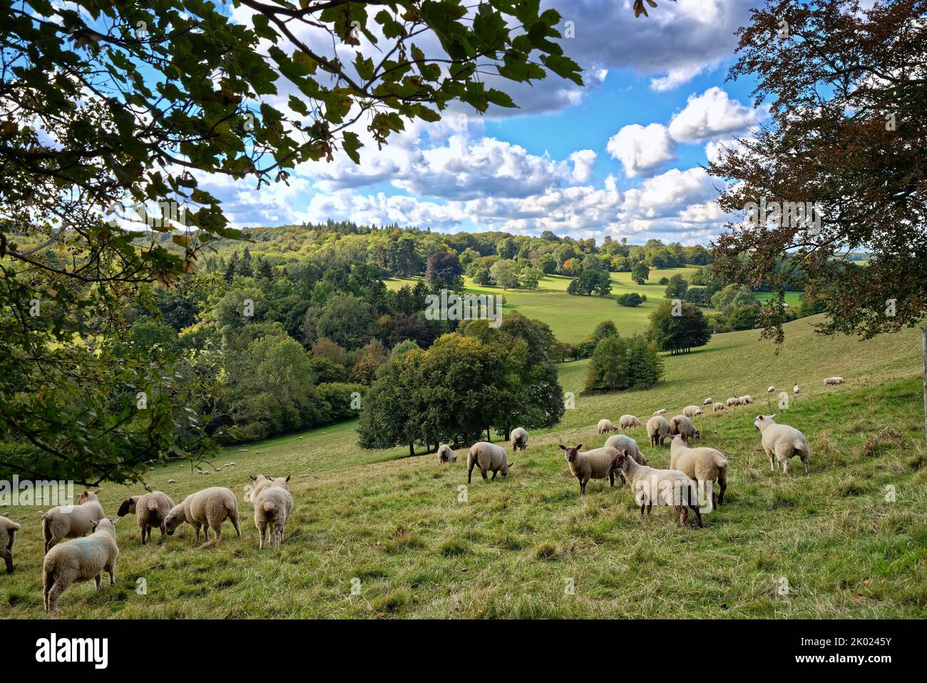 Ovejas pastando en el campo en Ranmore Common en un último día de verano en Surrey Hills, Inglaterra, Reino Unido Foto de stock