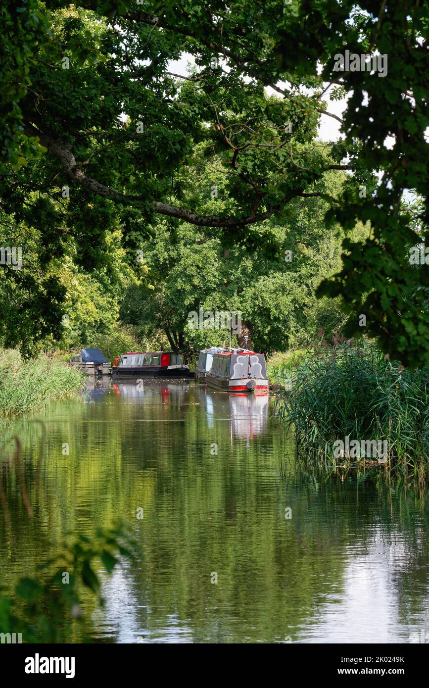 Barcos estrechos amarrados en el canal de navegación del río Wey cerca de Ripley en un día de verano Surrey Inglaterra Reino Unido Foto de stock