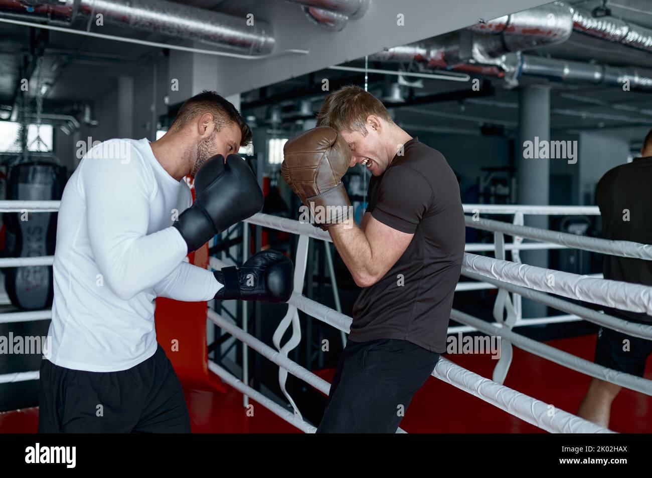 Dos compañeros sparring en guantes de boxeo practican patadas Foto de stock