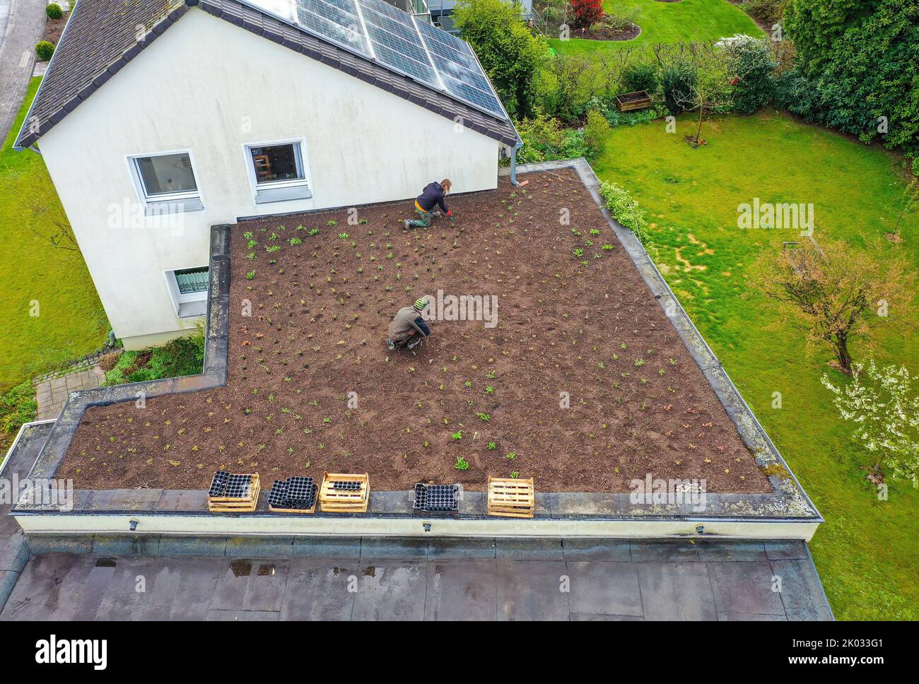 Mülheim an der Ruhr, Renania del Norte-Westfalia, Alemania, techo plano con techo verde. Jardinero macho y hembra planta sedum. Foto de stock
