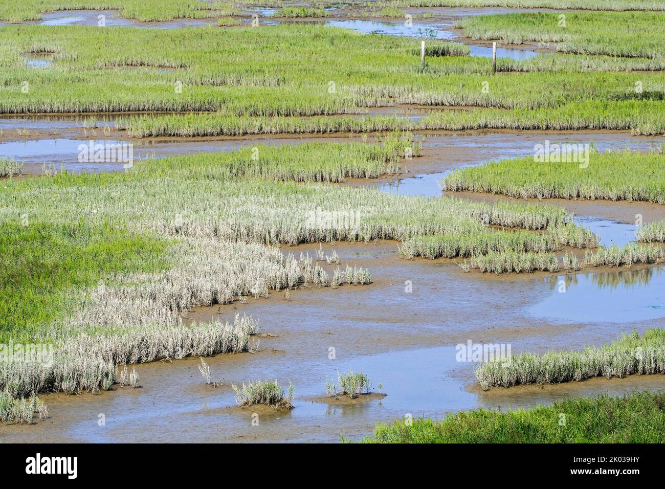 Hierba de vidrio común / zafiro pantano (Salicornia europaea) Creciendo en el pantano salado intermareal / saltamano, llanura de Zwin a finales de verano, Knokke-Heist, Bélgica Foto de stock