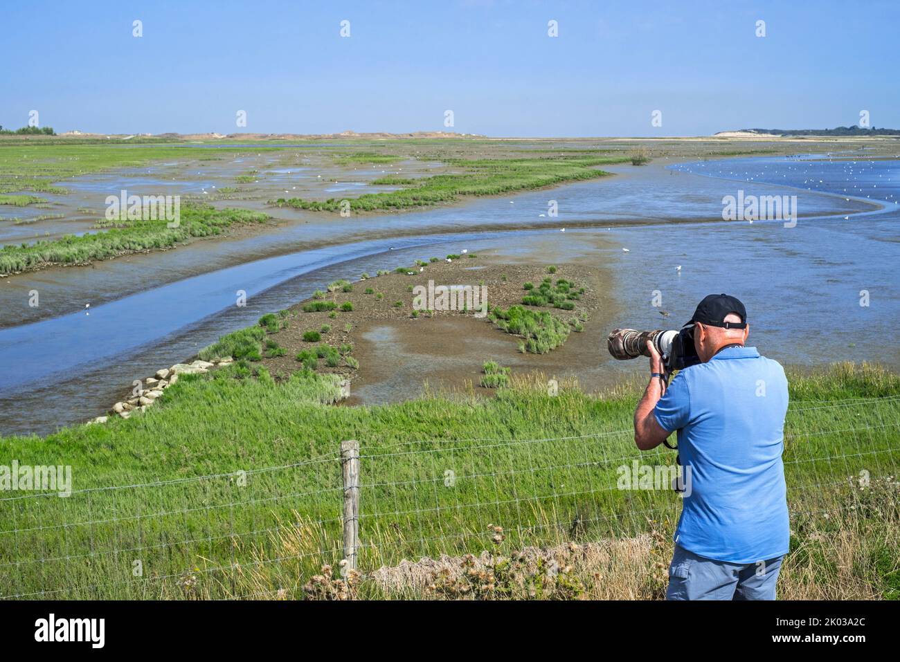 Fotógrafo de la naturaleza de edad avanzada en el dique internacional mirando sobre las marismas y las aves costeras en la reserva natural de Zwin, Knokke-Heist, Bélgica Foto de stock