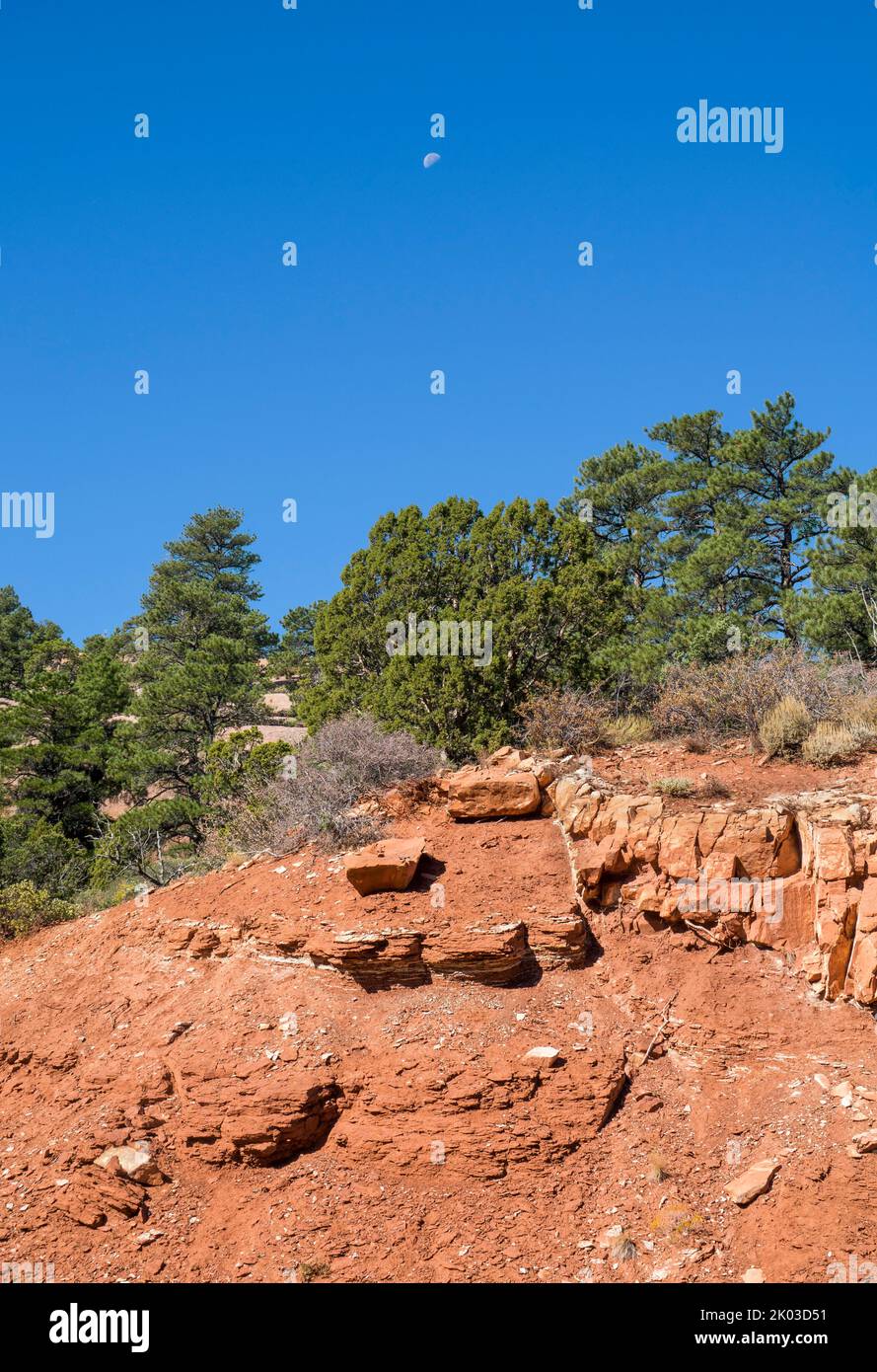 El Parque Nacional Zion está ubicado en el suroeste de Utah en la frontera con Arizona. Tiene una superficie de 579 kö² y se encuentra entre 1128 m y 2660 m de altitud. Roca y bosque en la ruta La Verkin Creek Trail. Foto de stock