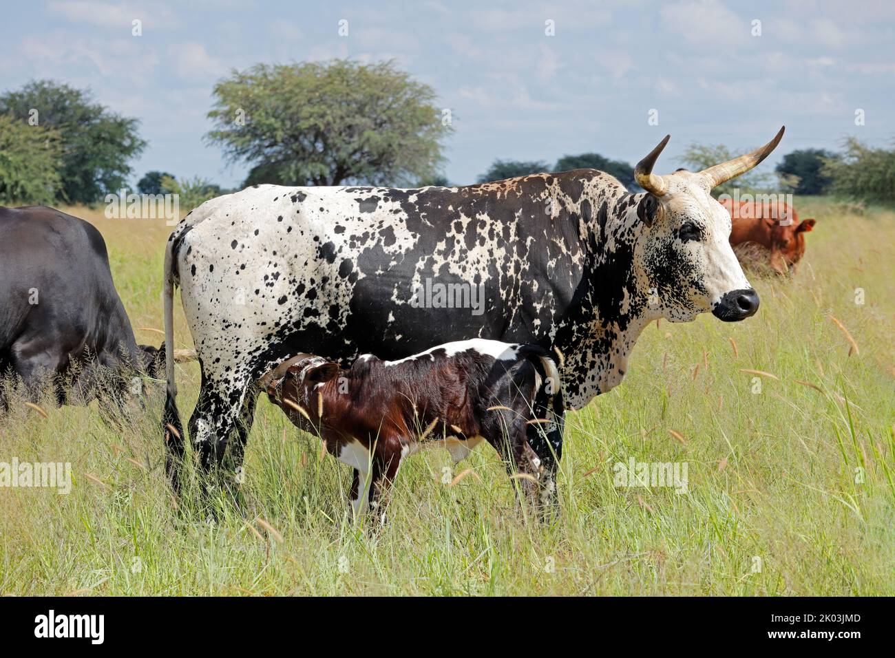 Vaca Nguni - raza de ganado indígena de Sudáfrica - con ternero de amamantamiento Foto de stock