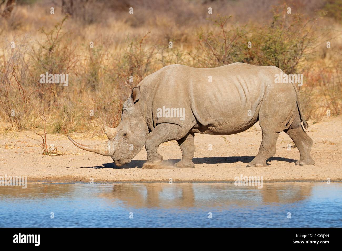 Un rinoceronte blanco (Ceratotherium simum) en un abrevadero, Sudáfrica Foto de stock
