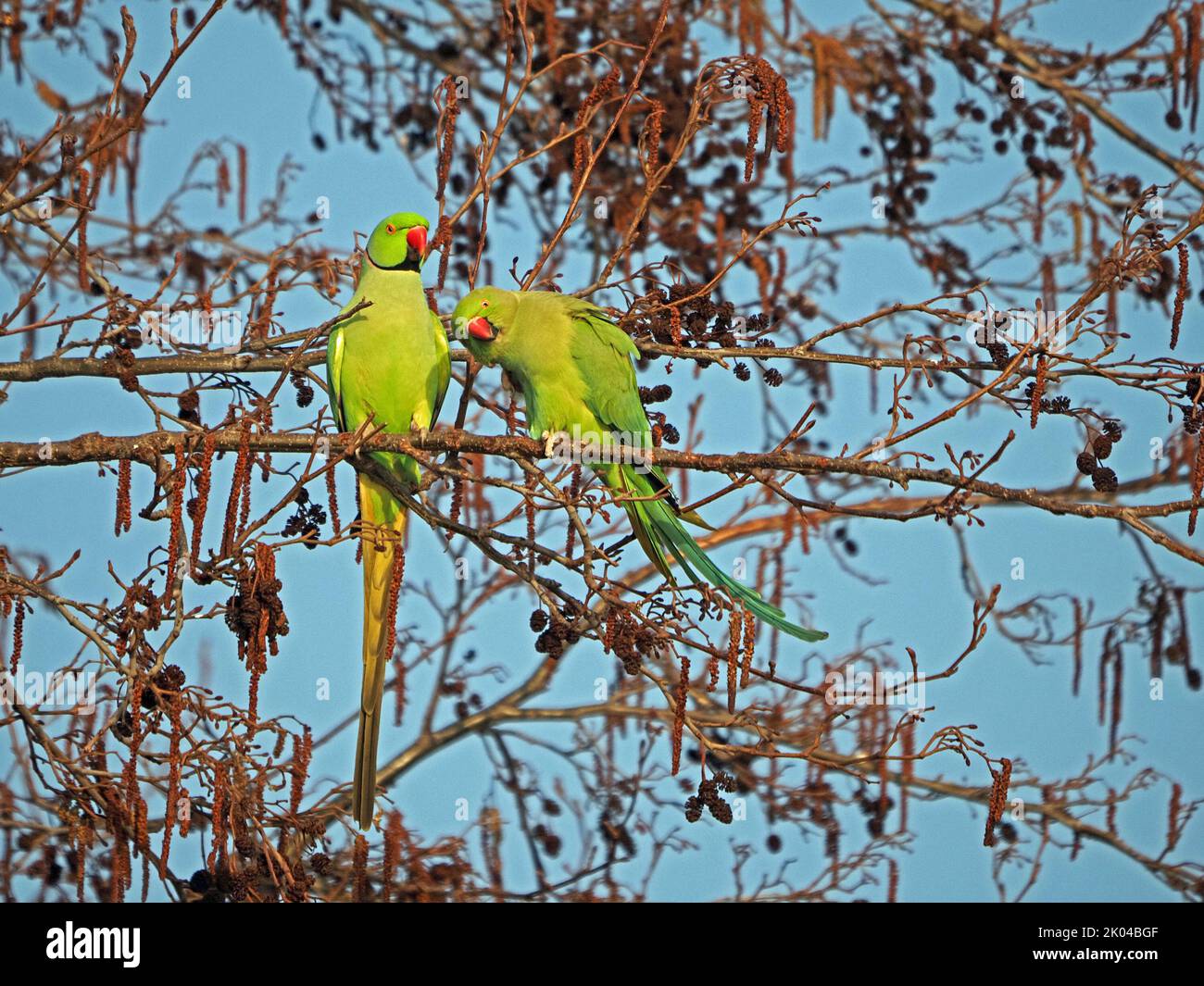 Par de parakeets de cuello anillado o parakeets de anillo rosado (Psittacula krameri) en Alder tree (Alnus glutinosa) Londres, Inglaterra, Reino Unido Foto de stock